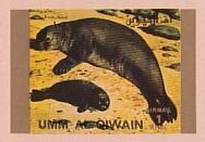 Stamp, Sea Lion, Umm al-Qiwain,  , Animals (Fauna), Mammals, Sea (Marine) Mammals, Seals (Animals)