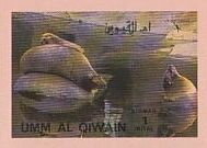 Sea Lion (Zalophus sp.)