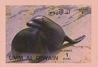 Sea Lion (Zalophus sp.)