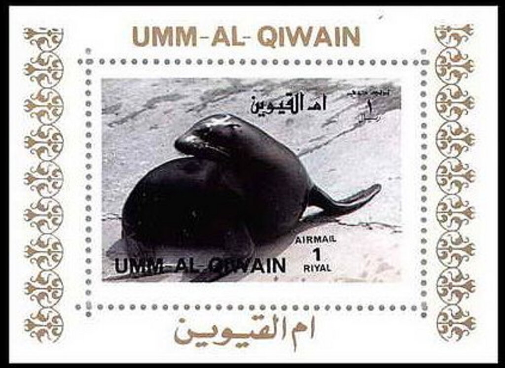 Sea Lion (Zalophus sp.)