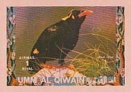 Southern Hill Myna (Gracula indica)