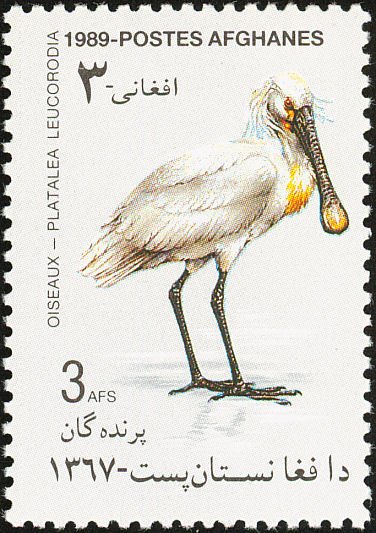 Eurasian Spoonbill (Platalea leucorodia)