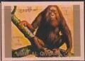 Sumatran Orangutan (Pongo sp.)