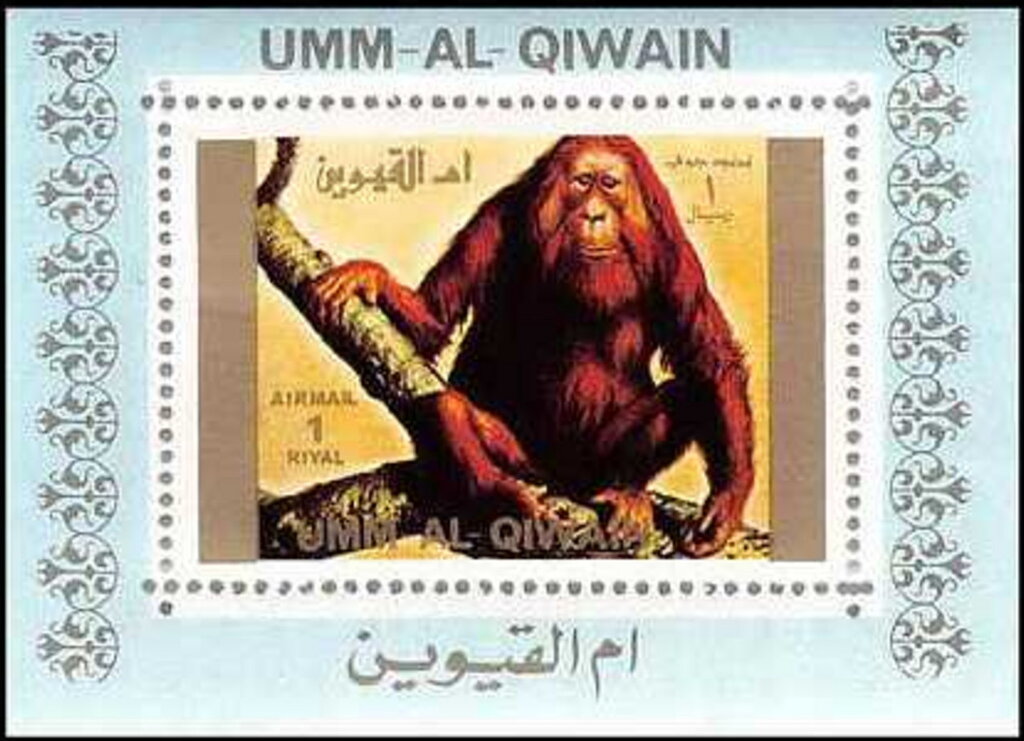 Sumatran Orangutan (Pongo sp.)