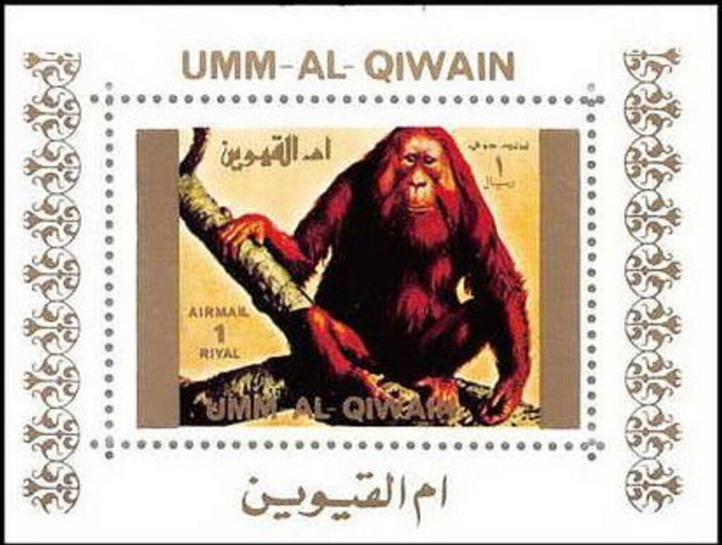 Sumatran Orangutan (Pongo sp.)