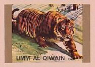 Tiger (Panthera tigris)