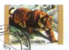 Tiger (Panthera tigris)