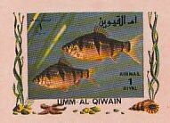 Tropical Fish