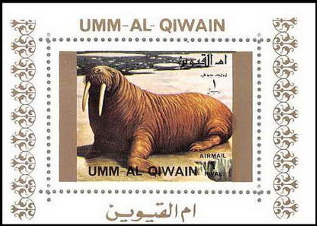 Walrus (Odobenus rosmarus)