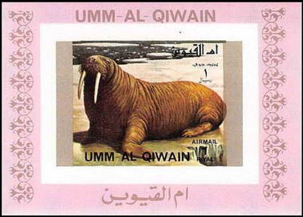 Walrus (Odobenus rosmarus)
