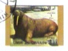Walrus (Odobenus rosmarus)