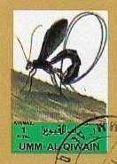 Wasp