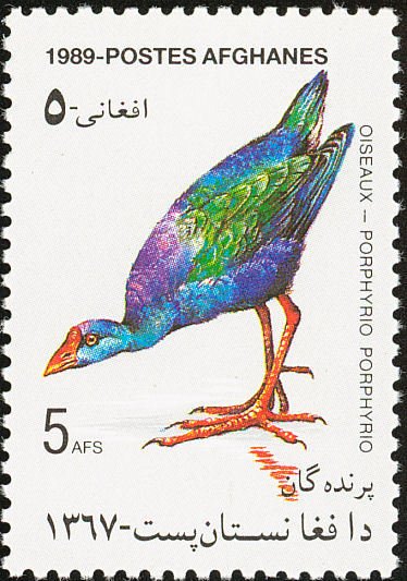 Purple Swamphen (Porphyrio porphyrio)
