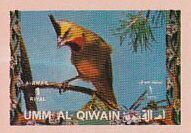 Yellow Cardinal (Gubernatrix cristata)