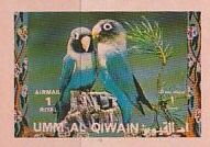 Yellow-collared Lovebird (Agapornis personatus)