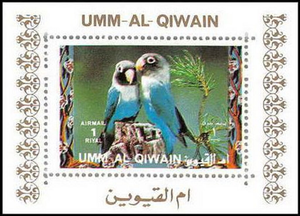 Yellow-collared Lovebird (Agapornis personatus)