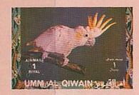 Yellow-crested Cockatoo (Cacatua sulphurea)