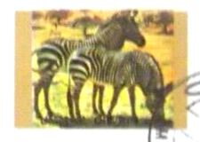 Zebra (Equus sp.)