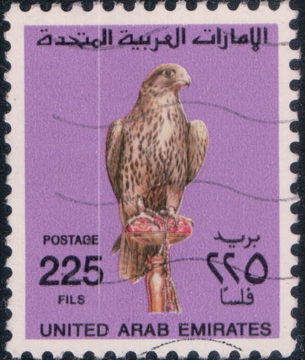 Saker Falcon (Falco cherrug)