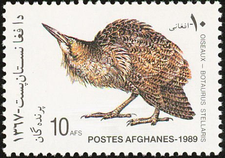 Bittern (Botaurus stellaris)