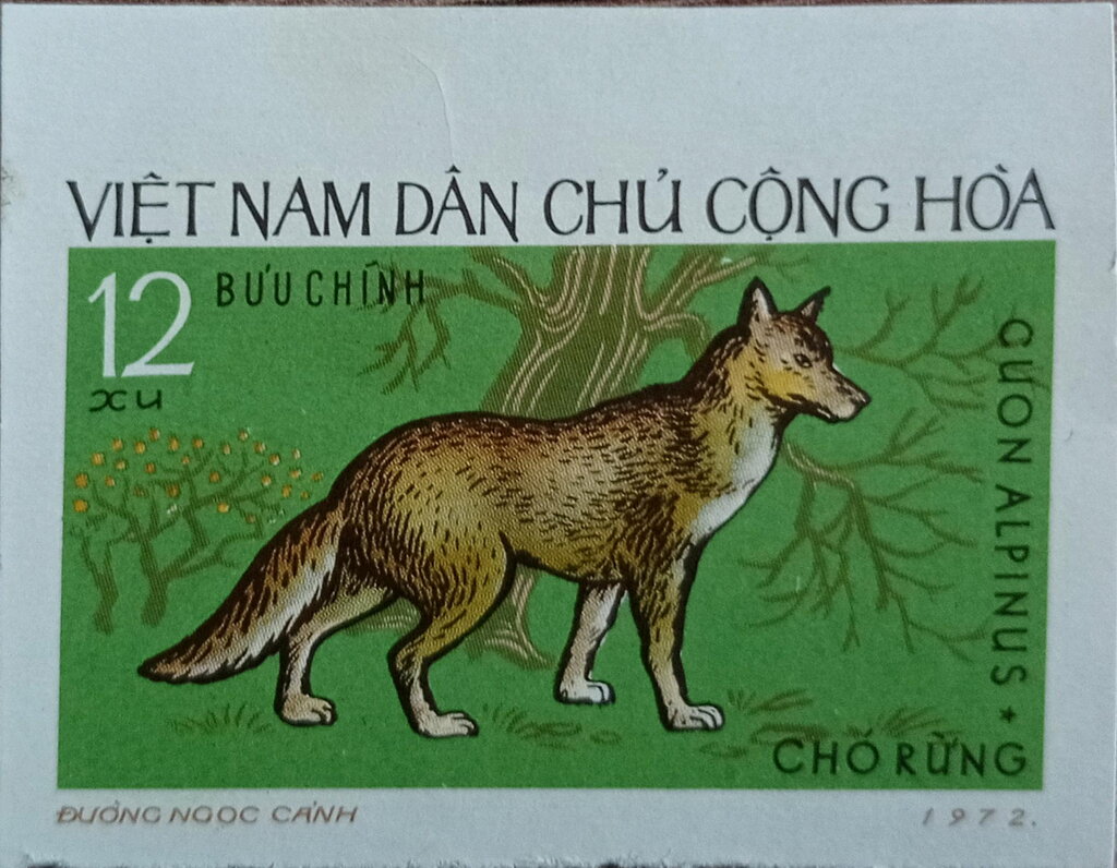Dhole (Cuon alpinus)