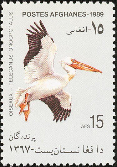 Rosy Pelican (Pelecanus onocrotalus)