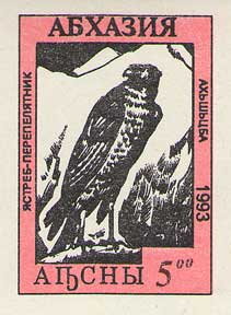 Eurasian sparrowhawk (Accipiter nisus)
