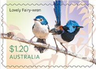 Lovely Fairy-Wren (Malurus amabilis)