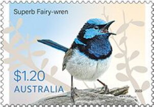 Superb Fairy-Wren (Malurus cyaneus)