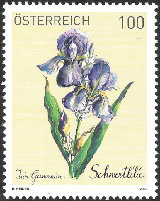 German Bearded Iris (Iris germanica)