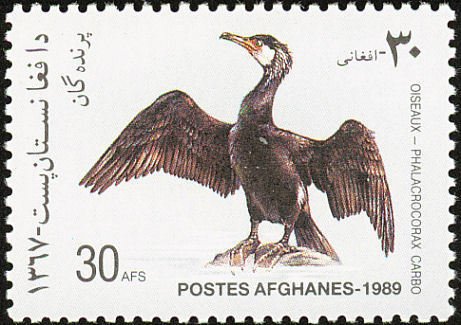 Great Cormorant (Phalacrocorax carbo)