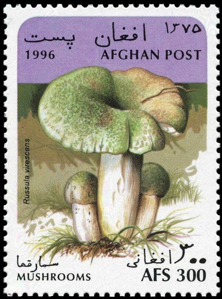 Russula virescens