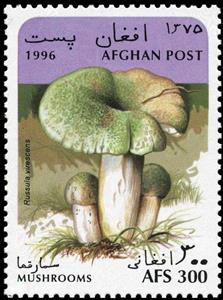 Stamp, Russula virescens, Afghanistan,  , Mushrooms