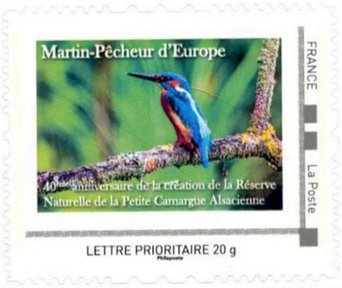 Eurasian Kingfisher