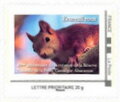 Red squirrel