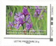 Siberian Iris