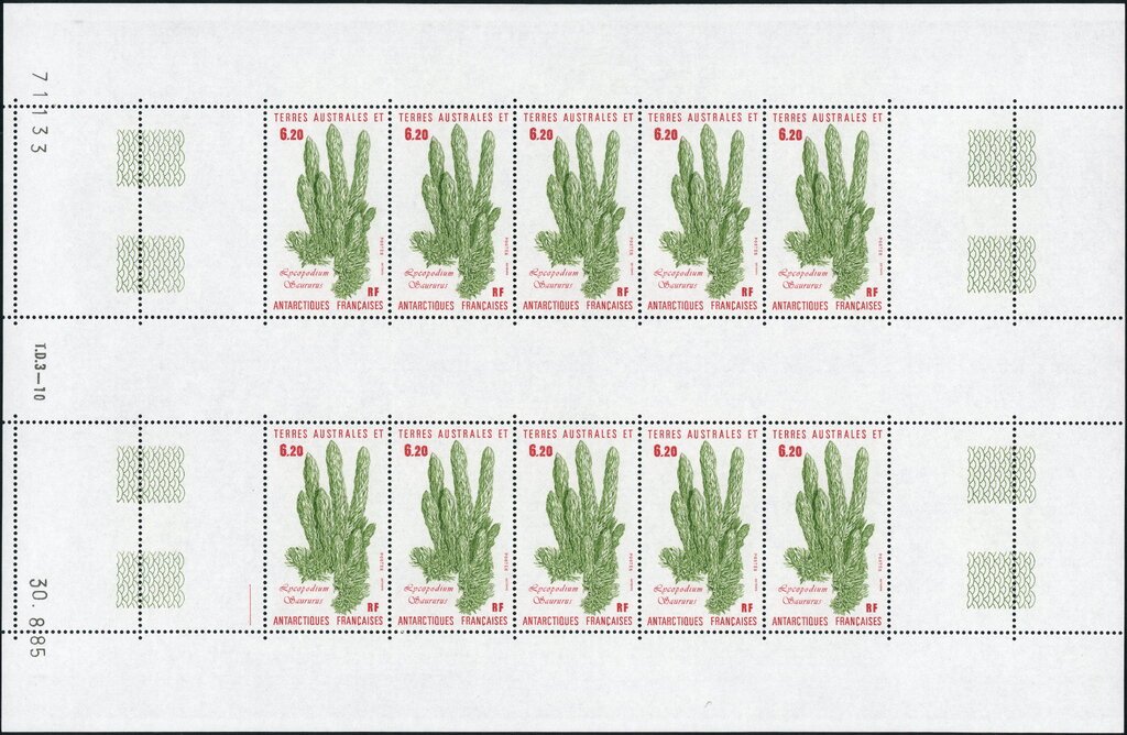 Lycopodium saururus