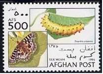 Stamp, Southern Festoon (Zerynthia polyxema), Afghanistan,  , Butterflies
