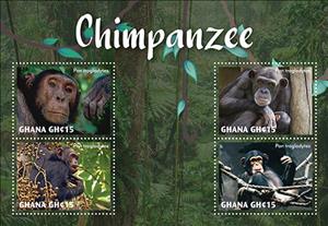 Mini Sheet, Chimpanzee (Pan troglodytes), Ghana,  , Apes