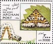 Magpie Moth (Abraxas grossulariata)