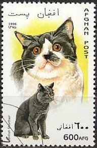Stamp, British Shorthair (Felis silvestris catus), Afghanistan,  , Cats