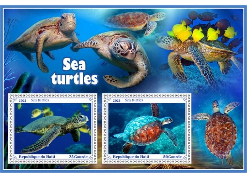 Fauna Sea turtle