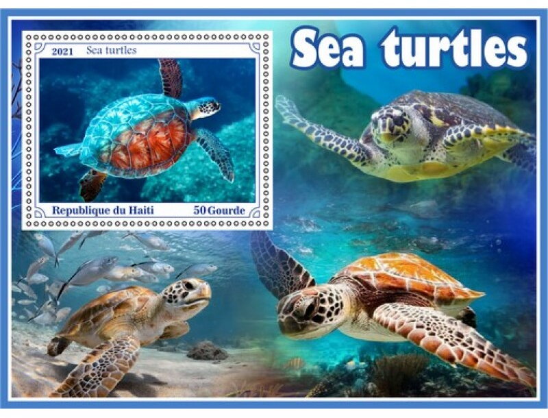 Fauna Sea turtle