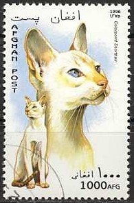 Stamp, Colourpoint Shorthair (Felis silvestris catus), Afghanistan,  , Cats