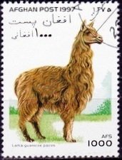 Alpaca (Lama guanicoe pacos)