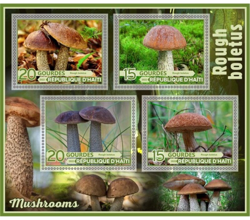 Mushrooms Rough boletus