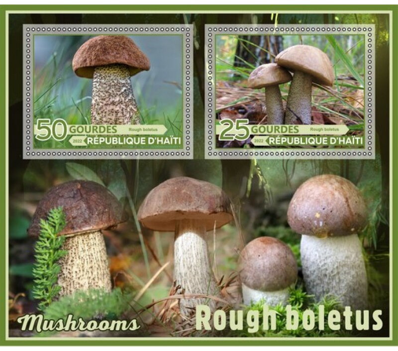 Mushrooms Rough boletus
