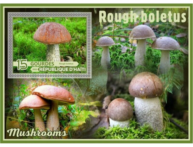 Mushrooms Rough boletus