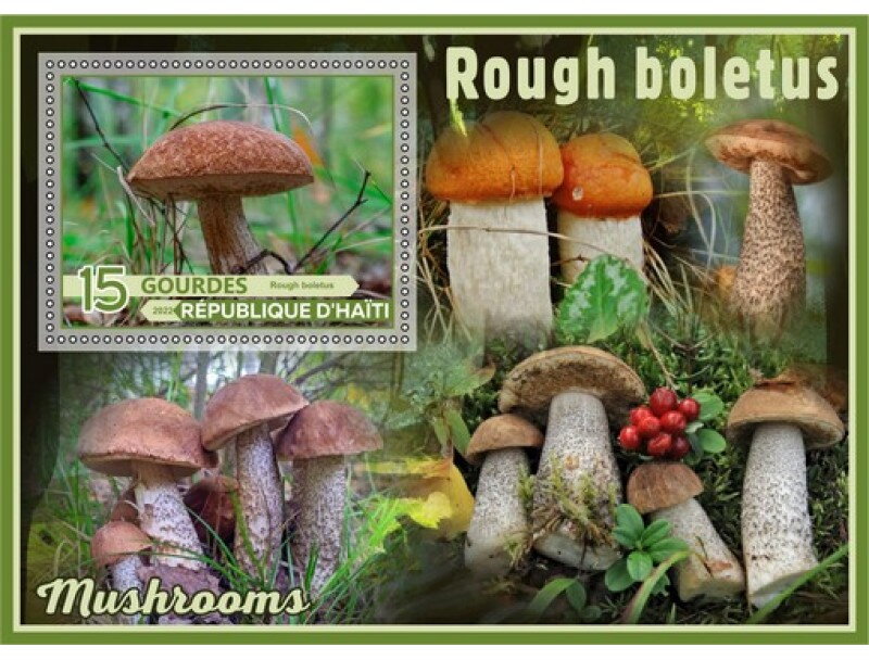 Mushrooms Rough boletus