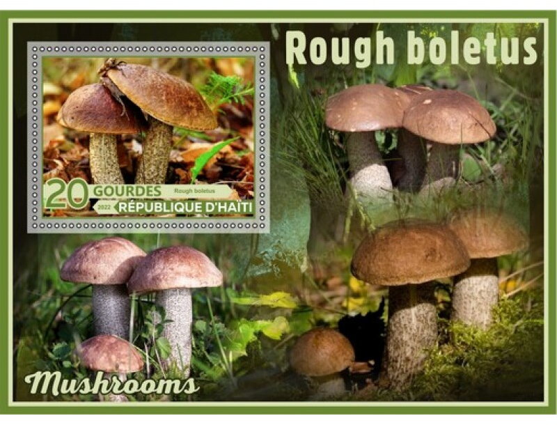 Mushrooms Rough boletus